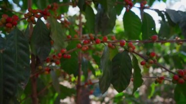 Kahve hasadı, bitkinin yeşil yapraklarıyla parlak kırmızı kahve kirazları, meyvenin en uygun olgunluk noktasını vurguluyor..
