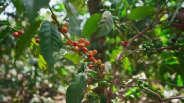 Kahve kiraz tarlası, en uygun olgunluk noktasında olan mahsulün seçildiği yer..