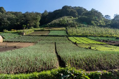 Açık bir gökyüzü altında, doğal ışıkla aydınlatılan, kırsal kesimlere yayılmış geniş araziler. Sahne tarım ve doğa arasındaki güzellik ve uyumu vurguluyor..
