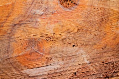 Close up photo texture of sawn wood log.