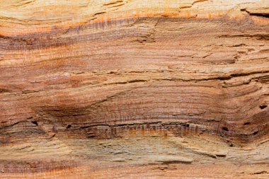 Close up photo texture of chopped wood log.