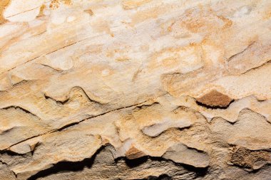 Close up photo texture of hewn wood with bark beetle marks.