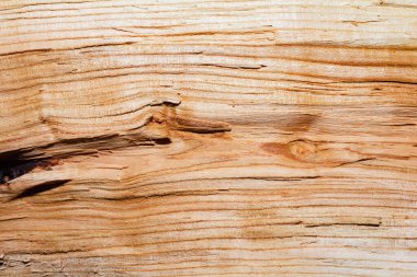 Close up photo texture of chopped wood log.