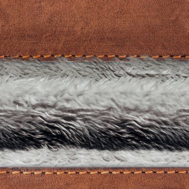 Açık gri tüylü, deri kayışlı, pürüzsüz 4k fotoğraf malzemesi..