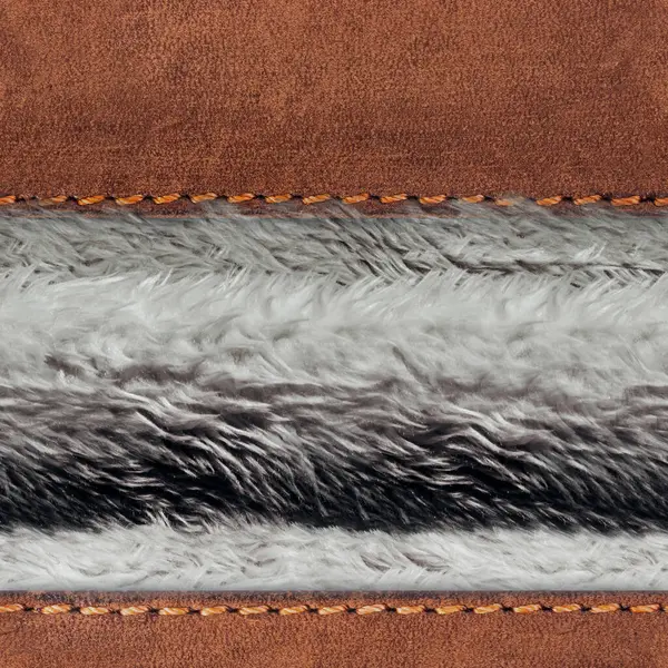 Açık gri tüylü, deri kayışlı, pürüzsüz 4k fotoğraf malzemesi..