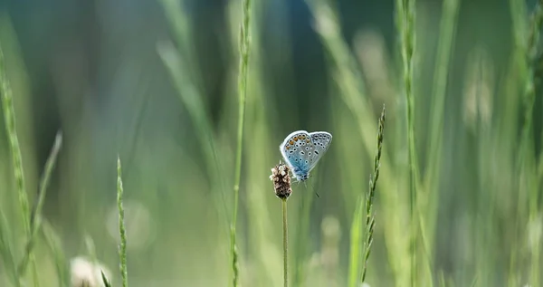 Крупный План Бабочка Траве Бабочка — стоковое фото
