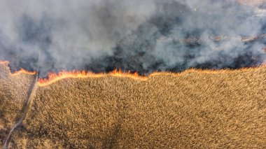Yangın sarı saman pirinç tarlasında, dumanlı hava görüşlü tarım endüstrisinde yanar. Resim indir