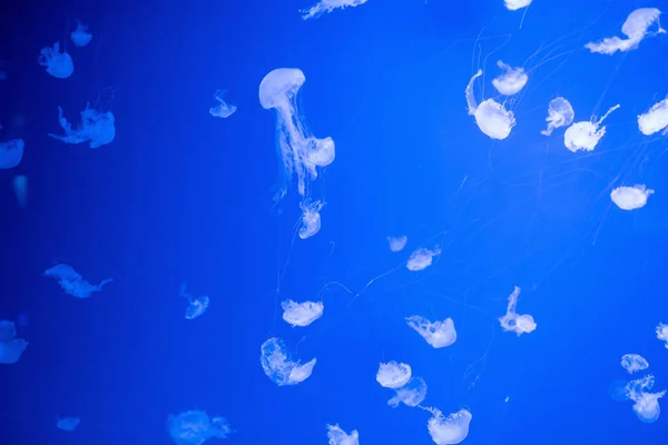 Bakgrund Maneter Atlantic Sea Nettle Chrysaora Quinquecirhha Blå Neon Glöd — Stockfoto