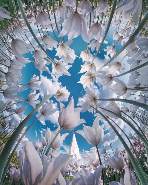 ดอกล ลลาคบานสะพร งเป นหล งของพ ชดอกไม ดาวน โหลดภาพ — ภาพถ่ายสต็อก