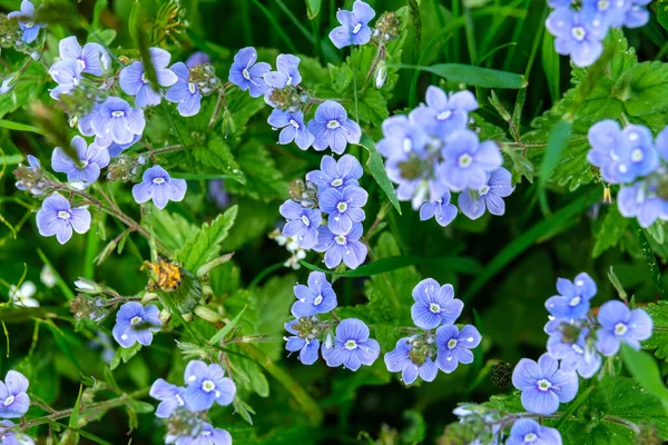 不要忘记我的花 蓝色的花朵在花园里把我忘了 下载相片 — 图库照片