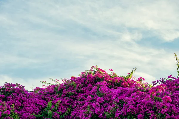 Прекрасная Бугенвиллия Расцветает Над Голубым Небом Скачать Фото Лицензионные Стоковые Фото