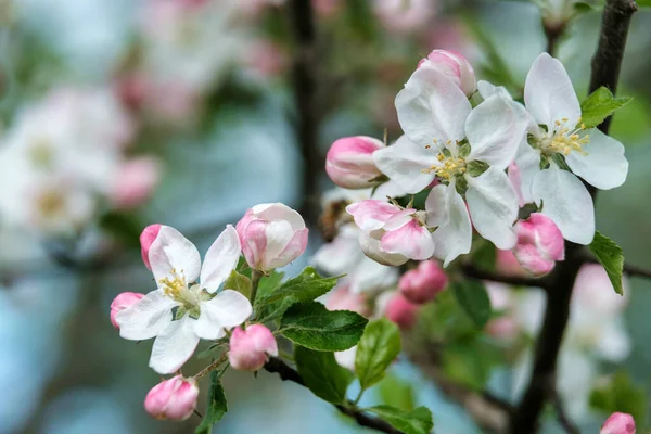 İlkbaharda çiçek açan güzel elma ağacı. İlkbaharda çiçek açan elma ağacının pembe çiçekleri mavi gökyüzü fotoğraflarına karşı.