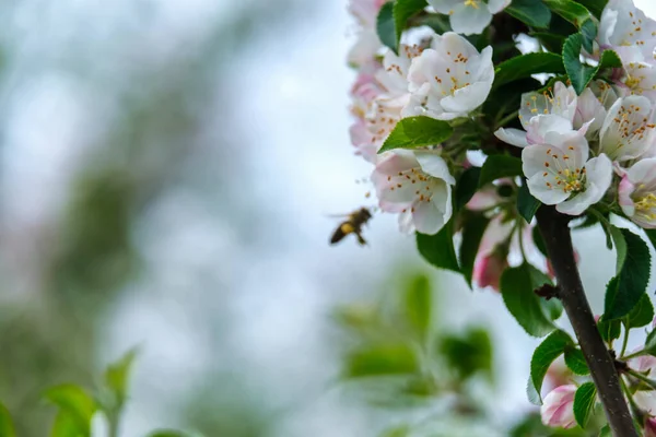 apple tree flower with blurred bee. white flowers of the apple blossoms in Spring. download photo