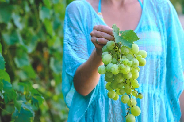 Vrouwenhand Houdt Een Grote Tros Druiven Vast Tijdens Druivenoogst Foto — Stockfoto