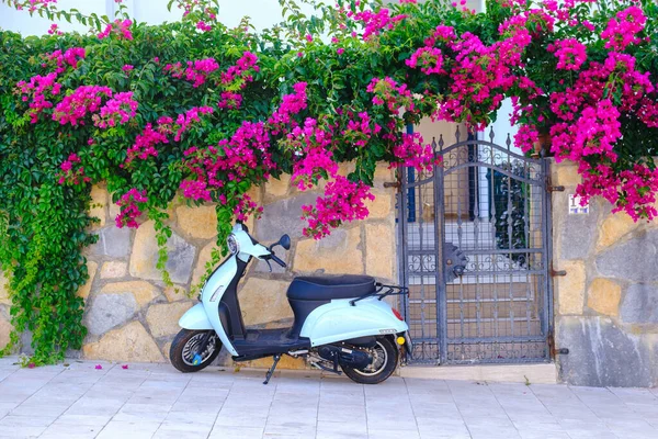 Eski Avrupa caddesi. Duvarlar sarmaşık, çiçekler ve park edilmiş beyaz bir scooter ile kaplı. Türkiye 'nin Bodrum kentinde geleneksel sokak, ev ve bougainvillea çiçeklerinin manzarası. Fotoğraf indir