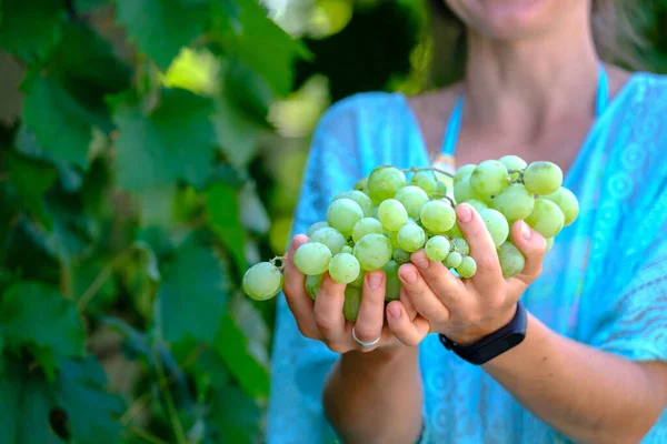 若い女性は白いブドウ畑で自分で収穫された白いブドウのヒープを示しています 生物学的概念Idオーガニック食品高級ワインハンドメイド 写真をダウンロード — ストック写真