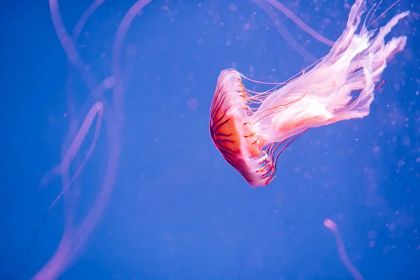 Medusas Rojas Blancas Nadando Mar Azul Profundo Descargar Foto — Foto de Stock