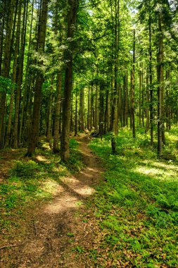 Ormandaki patika. Güzel yeşil orman. Fotoğraf indir