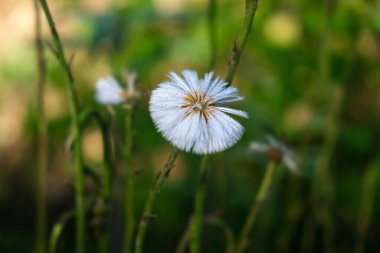 Çimlerde karahindiba. Coltsfoot ilkbahar çiçeklerinden biridir. Tuğla ayağının beyaz tüylü tohumları, Traxacum kuşlar için iyi bir besin kaynağıdır. Fotoğraf indir