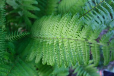 Fern plants Background of the ferns Nature concept. Green ferns nature. download photo clipart
