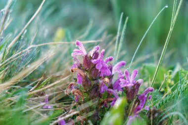 Lousewort Pedicularis rosea on the alpine meadows of the Altai Mountains. Semi-parasitic, mainly perennial grasses download photo clipart