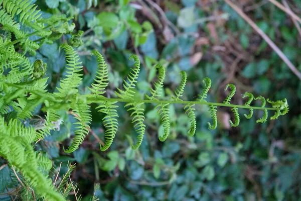 Fern leaf in the forest. Green fern bush in nature. Natural ferns background Fern leaves download photo