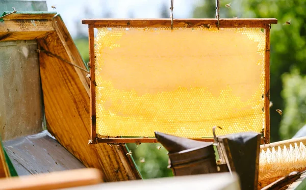 Beautiful frame honeycomb without bees close-up. A swarm of bees crawls through the combs collecting honey. Beekeeping, wholesome food for health. download photo