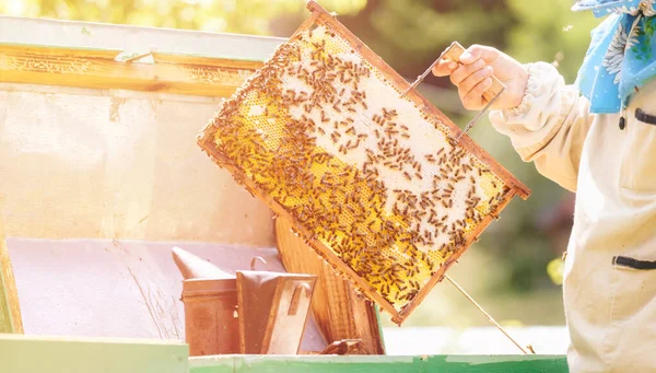 Včelař Drží Medovou Buňku Včelami Rukou Včelařství Fotografie Stažení Apiary — Stock fotografie