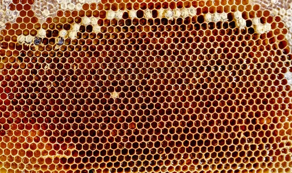 Hřeben Fotografie Medových Buněk Naplněných Čerstvým Medem Koncept Včelařství Stáhnout — Stock fotografie