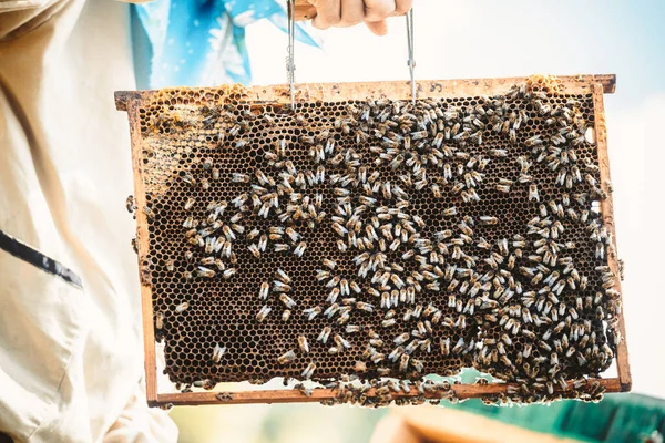 Včelaři Sbírají Med Koncept Včelařství Stáhnout Fotografii — Stock fotografie