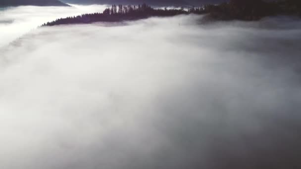 Brouillard Sur Champ Vert Avant Lever Soleil Misty Scène Tôt — Video