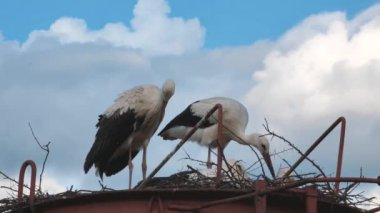 Leylekler yuvada. Leylekler bahar aylarında yuvalarına, leylek yuvalarına, leylek sürüsüne dönüyorlar.