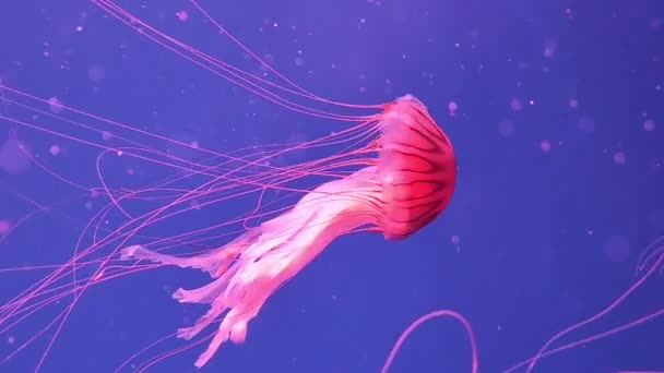 Urtiga Marinha Japonesa Lindas Medusas Água Escura Magical Brilhante Água — Vídeo de Stock