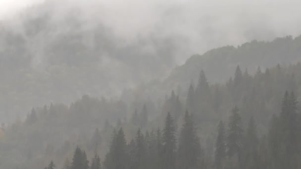Encantadora Lluvia Montaña Paisaje Forestal Sereno Envuelto Niebla Durante Una — Vídeos de Stock
