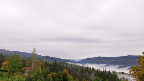 Deszczowa Pogoda Górach Mglista Mgła Wiejąca Nad Lasem Sosnowym Zdjęcia — Wideo stockowe