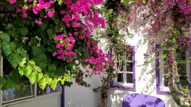 Witte Architectuur Met Felgekleurde Bloemen Morsen Muren Bodrum Turkije — Stockvideo