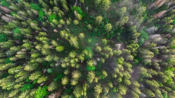 Háttér Erdő Kilátás Felülről Zöld Erdő Természet Textúra Fenyőfára Néző Stock Fotó