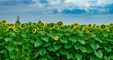 Ayçiçeği tarlası ve gökyüzü, farklı, eşsiz ve kalabalığın dışında duran sarı ayçiçeği