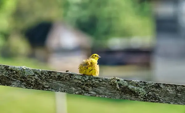 Güzel sarı kuş tahtada