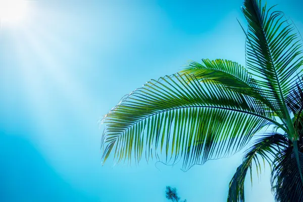 stock image Sunny Tropical Palm Tree Close-Up Against Azure Sky. High quality photo