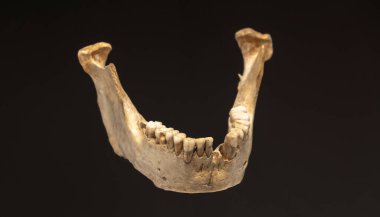 Karanlık bir arka planda antik insan çene kemiği örneği, arkeolojik ilgi göstergesi veya müze sergisi. Malaga 'da Boquete de Zafarraya Mağarası' nda Neandertal kemikleri bulundu.