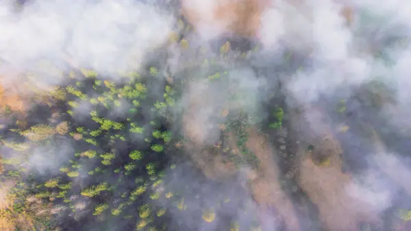 Dağ yamacındaki ormanın tepesinde bir doğal koruma alanı var. Yukarıdaki ormanın sisli manzarası fotoğraf indiriyor.