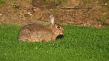 Rabbits, also known as bunnies or bunny rabbits, are small mammals in the family Leporidae of the order Lagomorpha. Oryctolagus cuniculus includes the European rabbit species and its descendants, the world's 305 breeds of domestic rabbit.