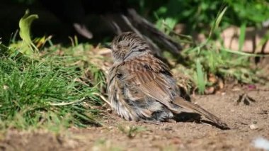 Dunnock, Orta Avrupa 'da ve Asya Rusya' da bulunan küçük bir kuş türüdür. Dunnocks, Yeni Zelanda 'ya da başarıyla sokulmuştur..