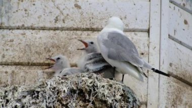 Yavrular martı familyasından iki deniz kuşu türü, siyah bacaklı kedi yavrusu ve kırmızı bacaklı kedi yavrusu. Çok sıcak koşullar sıkıntıya neden oluyor..