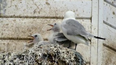 Yavrular martı familyasından iki deniz kuşu türü, siyah bacaklı kedi yavrusu ve kırmızı bacaklı kedi yavrusu. Çok sıcak koşullar sıkıntıya neden oluyor..