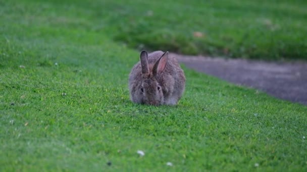 Rabbits Also Known Bunnies Bunny Rabbits Small Mammals Family Leporidae — Vídeo de Stock