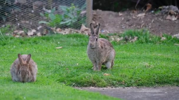 Rabbits Also Known Bunnies Bunny Rabbits Small Mammals Family Leporidae — Stock video