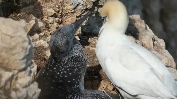 Gannets Jsou Mořští Ptáci Rodu Morus Čeledi Sulidae Blízce Příbuzné — Stock video