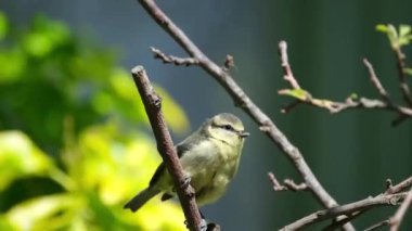 Avrasya mavi baştankara baştankara ailesindeki baştankaragiller küçük bir kuş türüdür. Mavi ve sarı tüyleri ve küçük boyutu tarafından kolayca tanınabilir.